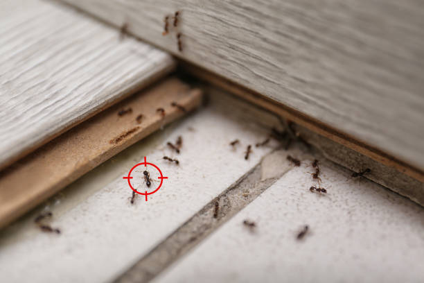 Best Termite Control Services  in Ele, AR
