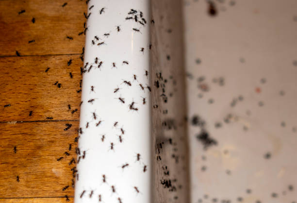 Best Local Pest Control Services  in Ele, AR