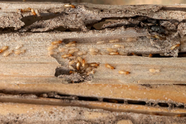 Best Rat Extermination Near Me  in Ele, AR