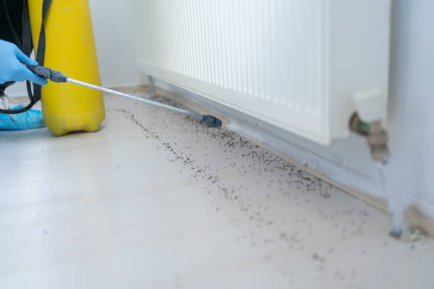 Best Wasp Removal Services  in Ele, AR
